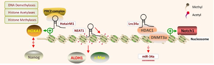 LncRNAs can regulate DNA and histone (Fan et al., 2022)