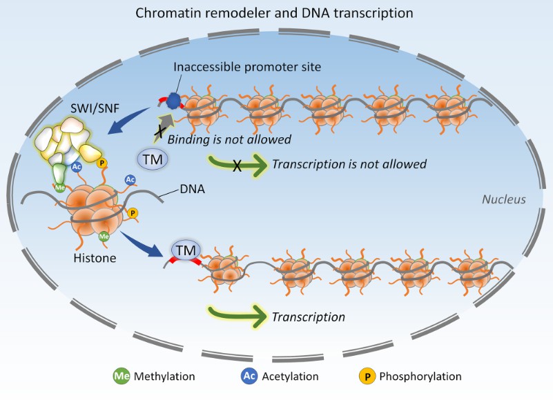 Relationship between chromatin remodeler and DNA transcription (Nussinov et al., 2023)