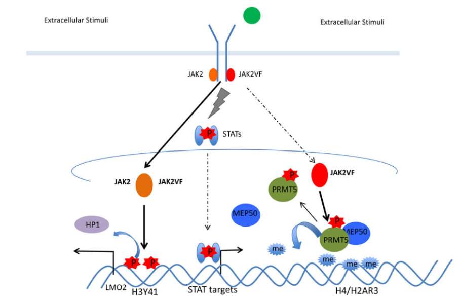Histone Modification and Epigenetics: Deciphering the Biological Significance of Histone Modification