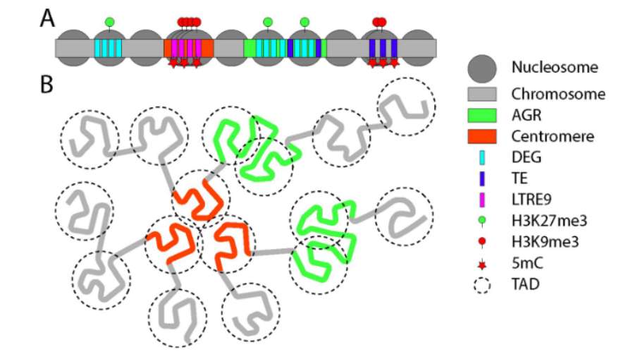 Epigenetic modifications in V.dahliae (Kramer et al., 2023)