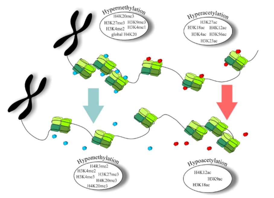 Different histone modifications in chromatin with specific patterns detected in breast cancer, prostate cancer, and colorectal cancer (Samec et al., 2019)