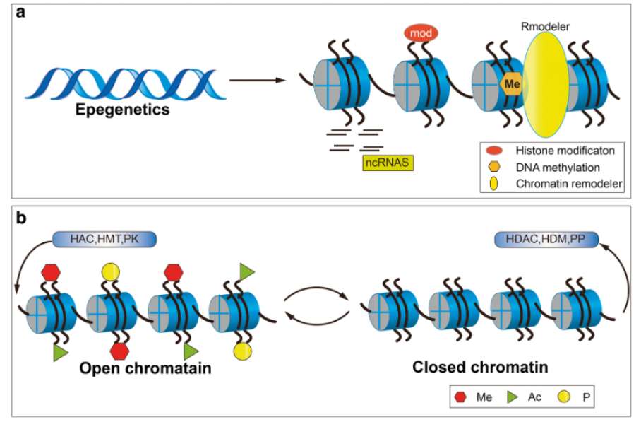 Epigenetics regulate the gene expression through histone modifications (Qin et al., 2019)