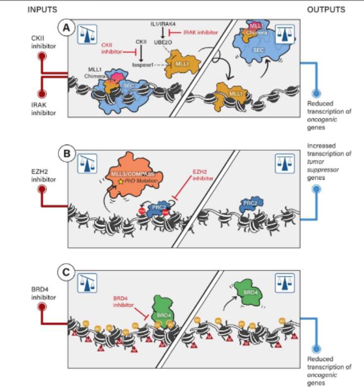 Epigenetic balance of gene expression in human cancers (Zhao et al., 2019)