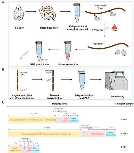 Mastering Plant RNA Extraction Methods, Steps, and Techniques for High-Quality Research