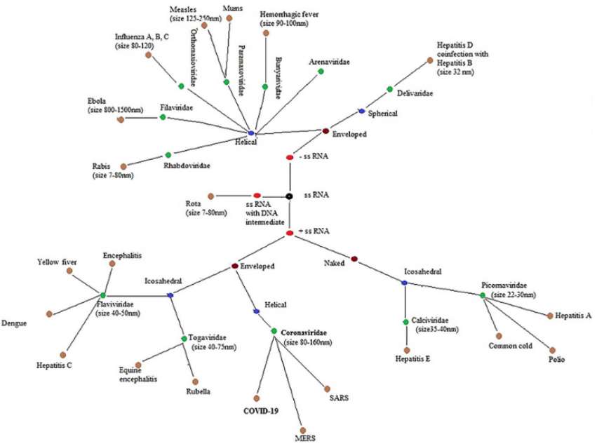 Main types of RNA viruses (Khan et al., 2021)