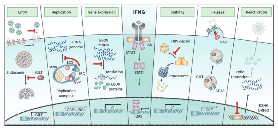 +ssRNA virus replication (Kang et al., 2018)