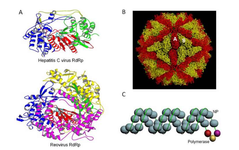 Machineries in RNA virus replication (Tao et al., 2010)