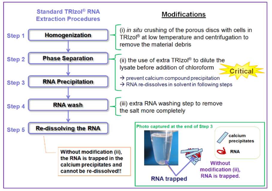 TRIzol RNA extraction procedures (Lee et al., 2011)