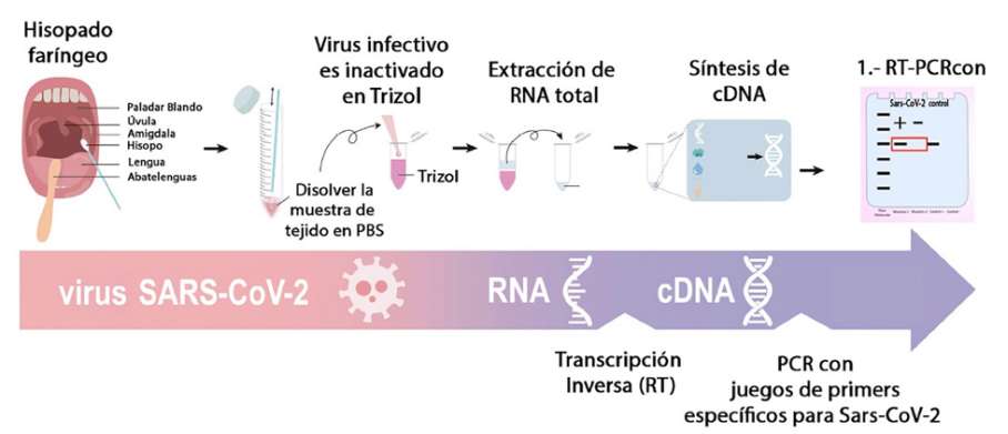 Detection of retrovirus (MARTÍNEZ et al., 2022)