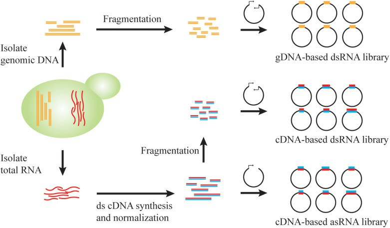 Construction of a Genome-scale RNAi Library in S. cerevisiae (Chen et al., 2020)
