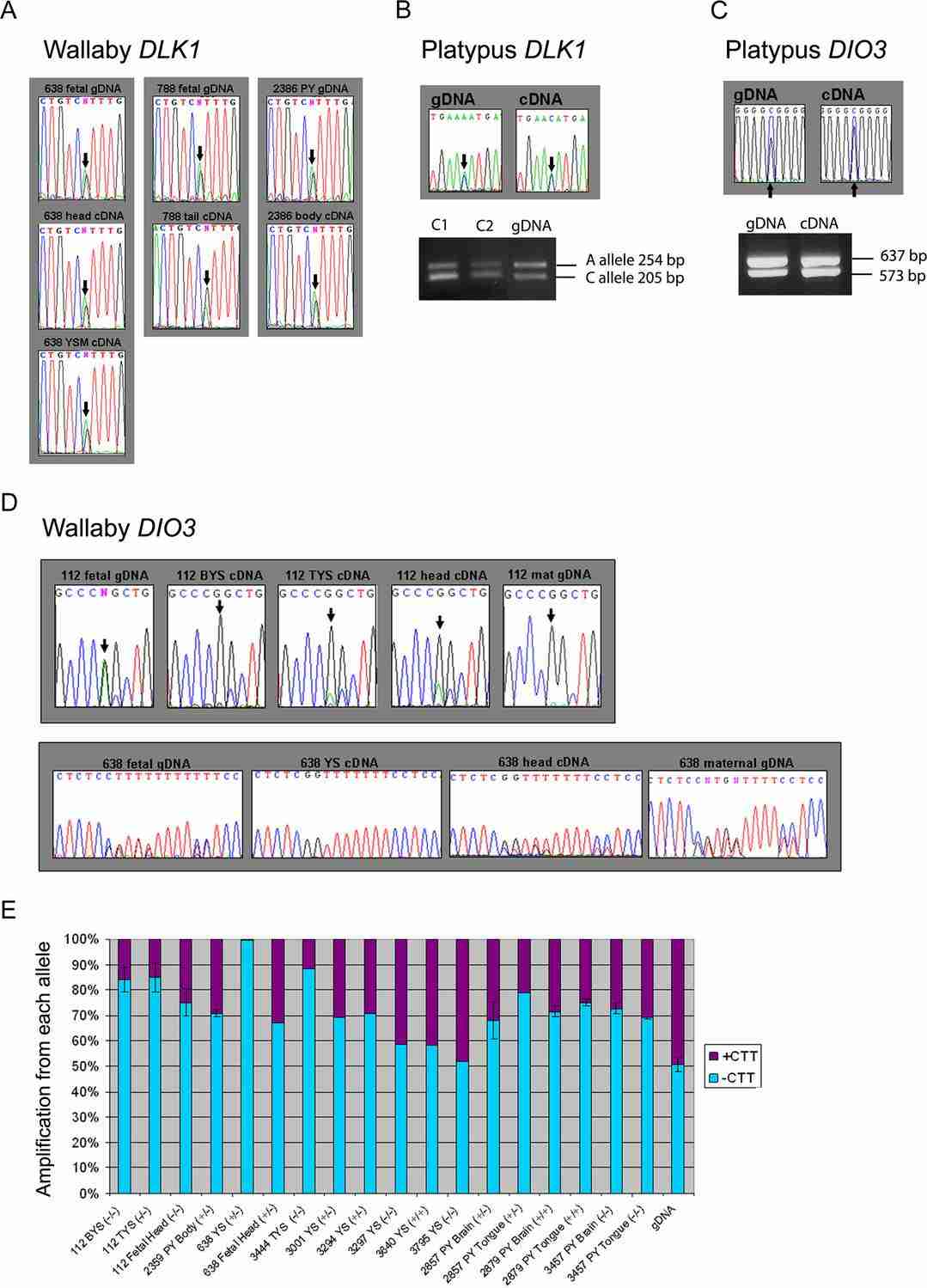 DLK1 and DIO3 are biallelically expressed in the form of both cDNA and gDNA (Edwards et al., 2008)