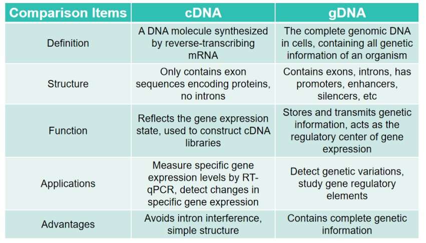 A Comparison between gDNA and cDNA