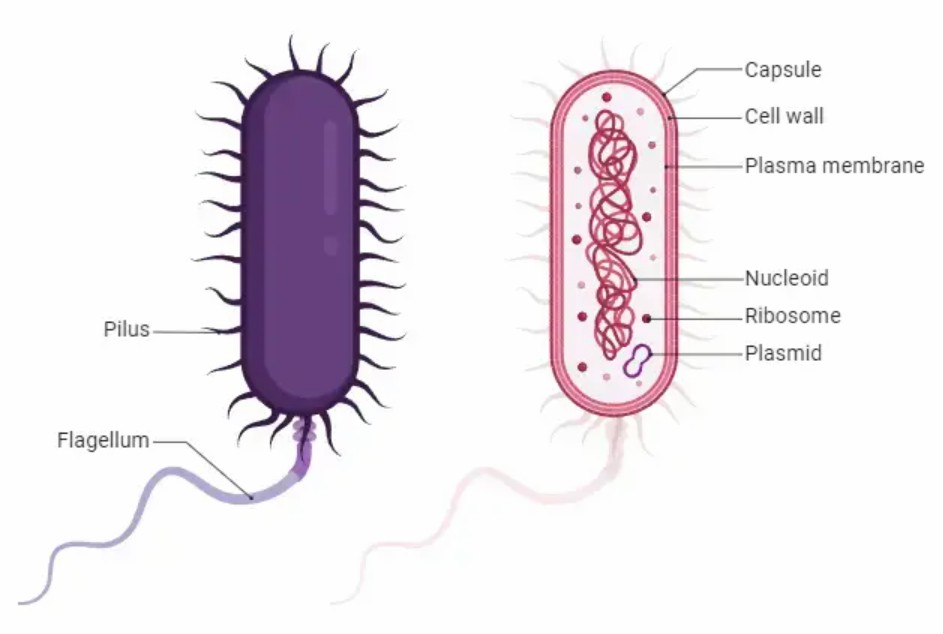 Eubacteria: Introduction of Characteristics, Living Environments, Ecosystem and Human Relations