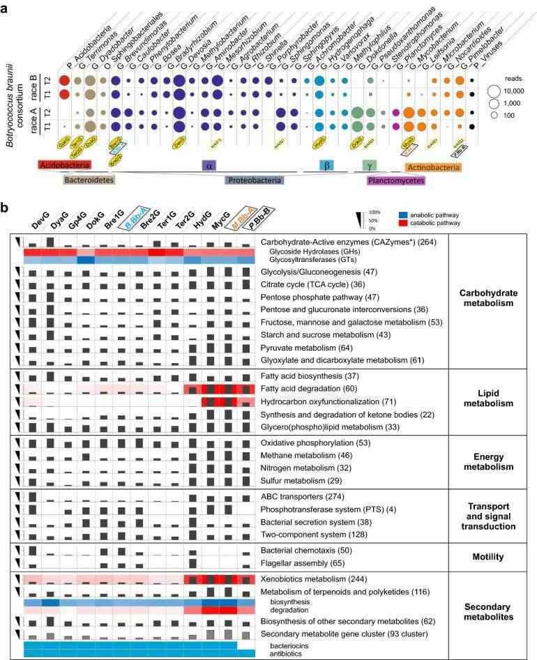 The taxonomy of the bacterial community in B. braunii, along with selected functional categories encoded in the reconstructed MAGs and complete genomes (Blifernez-Klassen et al., 2021)