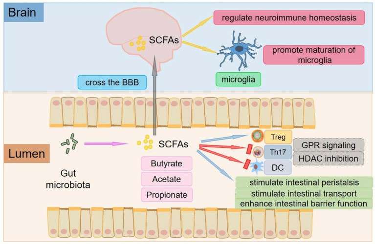 The functions of gut microbiota and short-chain fatty acids (Wu et al., 2023)