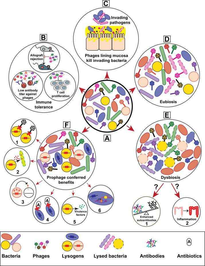 Bacteriophages play a role in shaping the genetic and physiological characteristics of their hosts, thereby having an impact on host - microbe interactions (Chatterjee et al., 2018)
