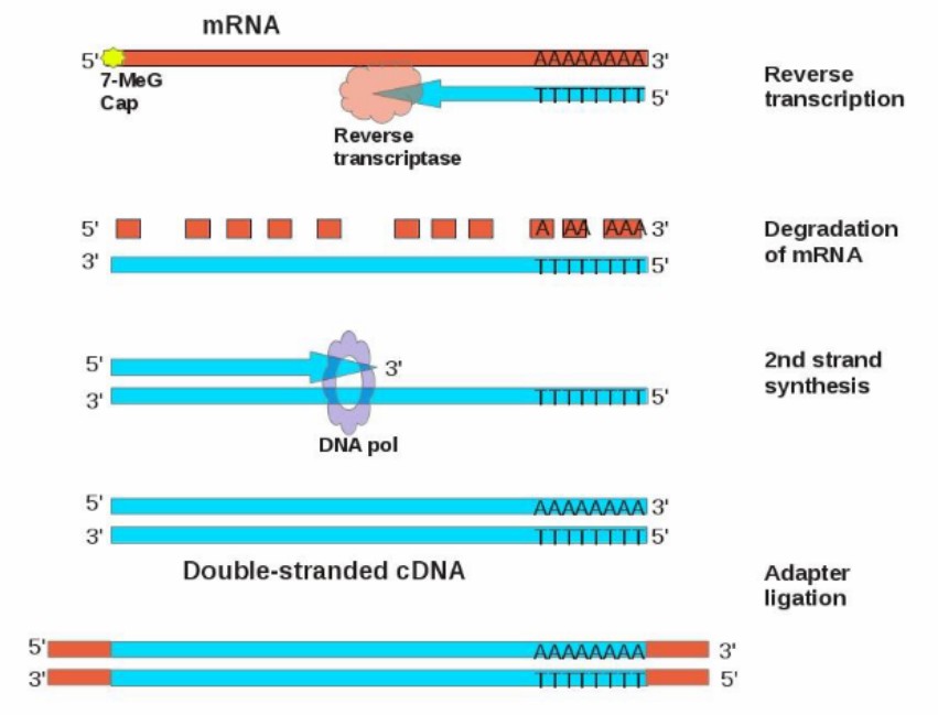 Exploring cDNA: Introduction, Synthesis, gDNA Comparison, and Overcoming Challenges
