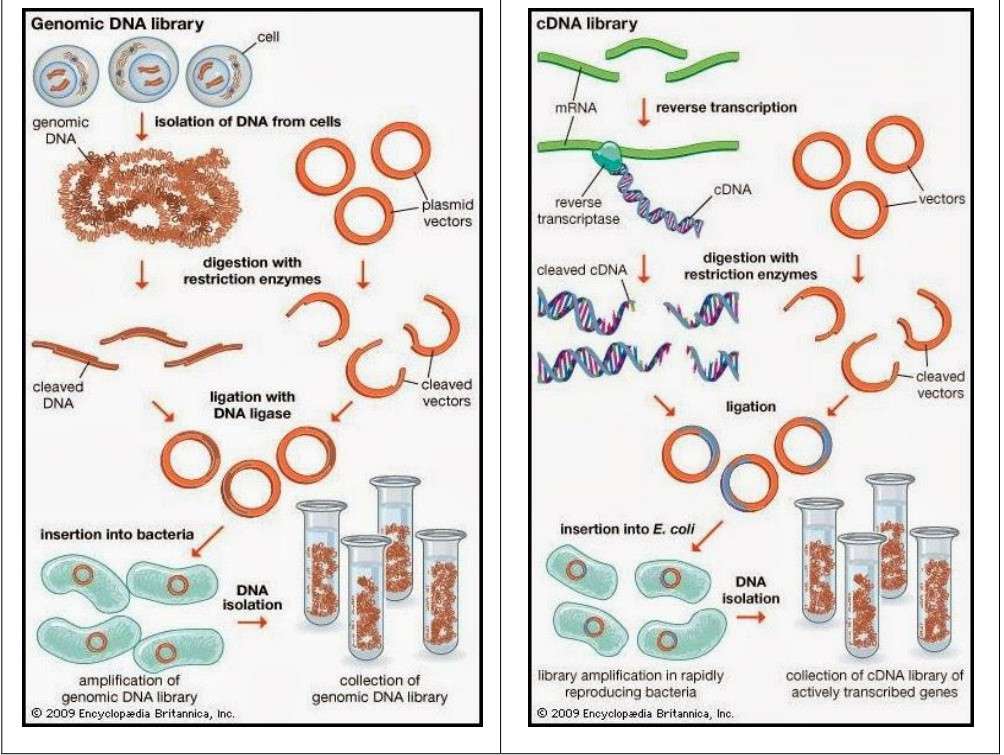 Construction of cDNA Libraries vs. gDNA Libraries: Key Differences