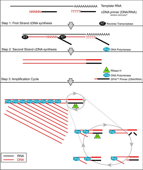 Diagram depicting the ribo-SPIA process in relation to cDNA synthesis (Watson et al., 2008)
