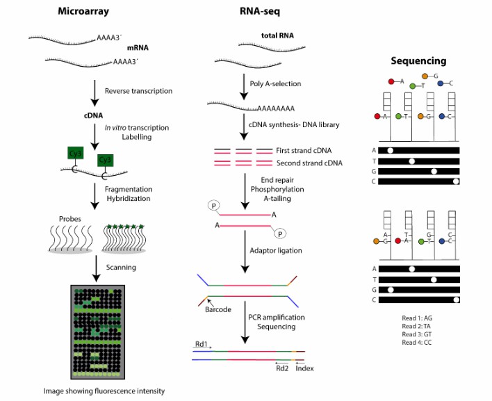 Comparison Regarding Sequencing Methods Based on cDNA and RNA