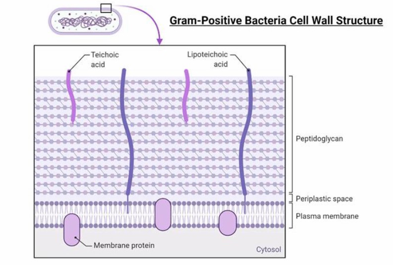 Introduction to Eubacteria: Taxonomy, Reproduction, Metabolism and Research Methods