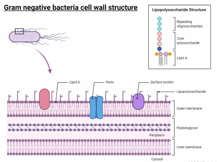 The cell wall structure of gram-negative bacteria