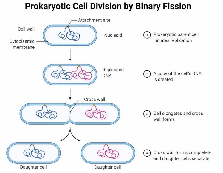 Eubacteria reproduce through binary fission