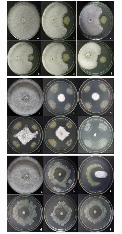 The in vitro interaction of bacterial isolates with S. rolfsii was observed on potato dextrose agar media plates (Kumari et al., 2020)