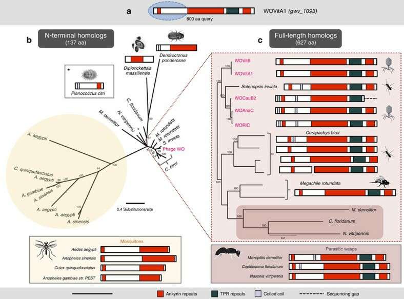 Lateral genetic transfer is supported by related TPR and ankyrin proteins (Bordenstein et al., 2016)