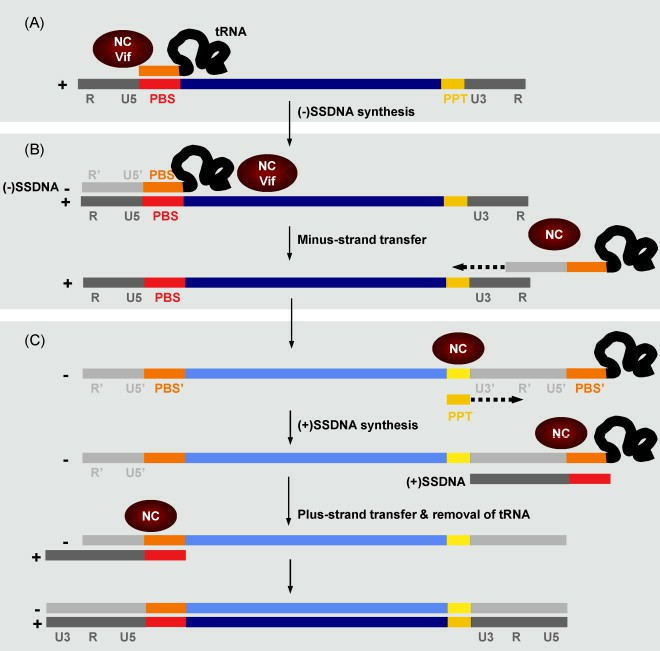 Reverse Transcription: An In-Depth Exploration of Structure, Function and Application