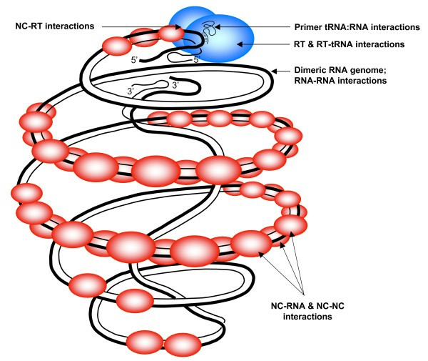 A diagram of the HIV-1 replication complex (Mougel et al., 2009)