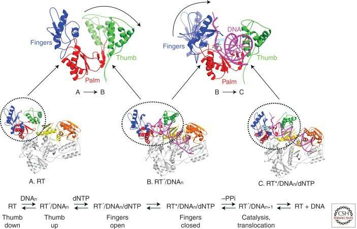 During polymerization, structural changes take place in RT (Hu et al., 2012)