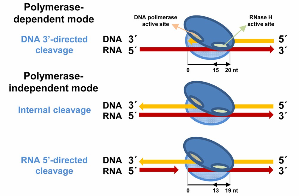 Binding modes of retroviral RT to RNA/DNA hybrids and their effects on RNase H cleavage (Menéndez-Arias et al., 2017)
