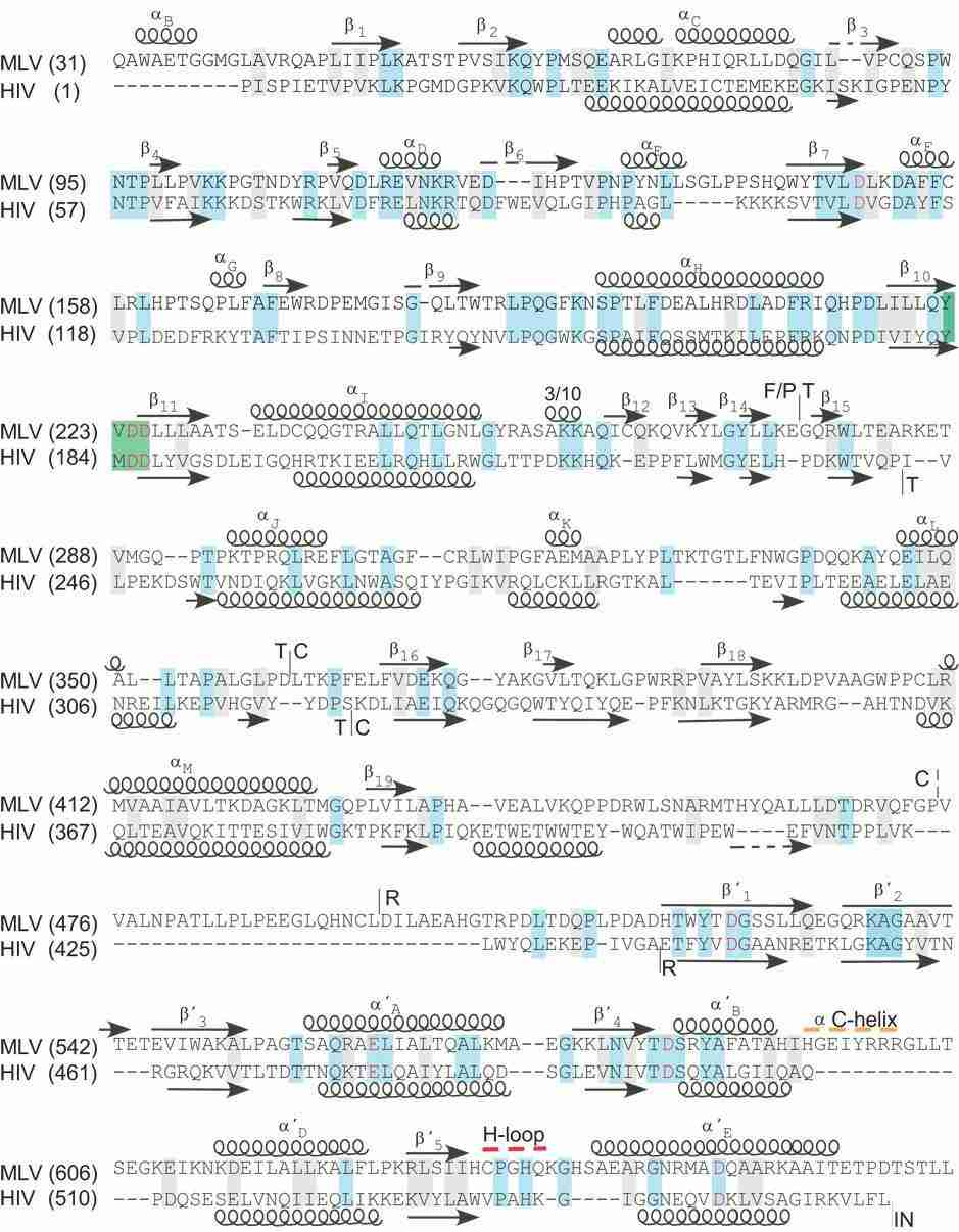 The sequence alignment and structural motifs of the MoMLV and HIV-1 RTs were studied (Coté et al., 2008)