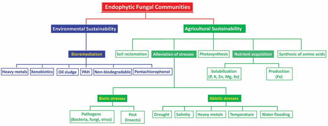 Unraveling Fungi through Sequencing: Approaches and Applications