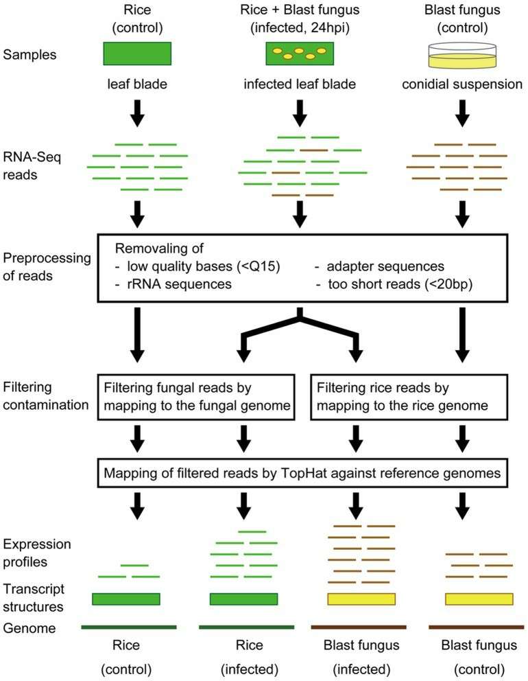 A schematic illustration of the RNA-seq analysis for the mixed transcriptome derived from rice leaves infected by the blast fungus, as described in Kawahara et al. (2012)