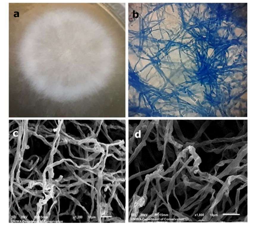 The mycelium of the unknown fungus was observed (Kokla et al., 2023)