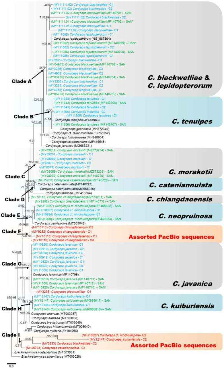 A consensus phylogram (50% majority rule) resulting from a Bayesian analysis of the nrLSU sequences was derived from 106 MCMC generations (Paloi et al., 2021)