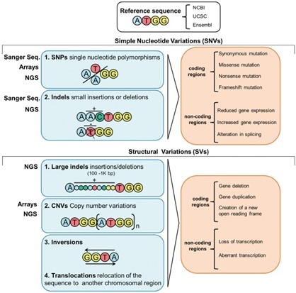 Genome Variants: Classification, Impact, and Biological Significance