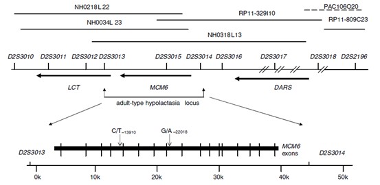 Figure 2. Genetic localization of lactose intolerance loci.