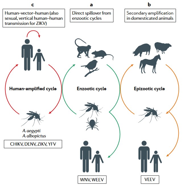 Figure 3. Arbovirus transmission cycles and emergence.