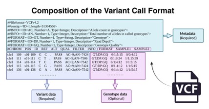 Variant Calling Format (VCF): Structure, Tools, and Clinical Applications
