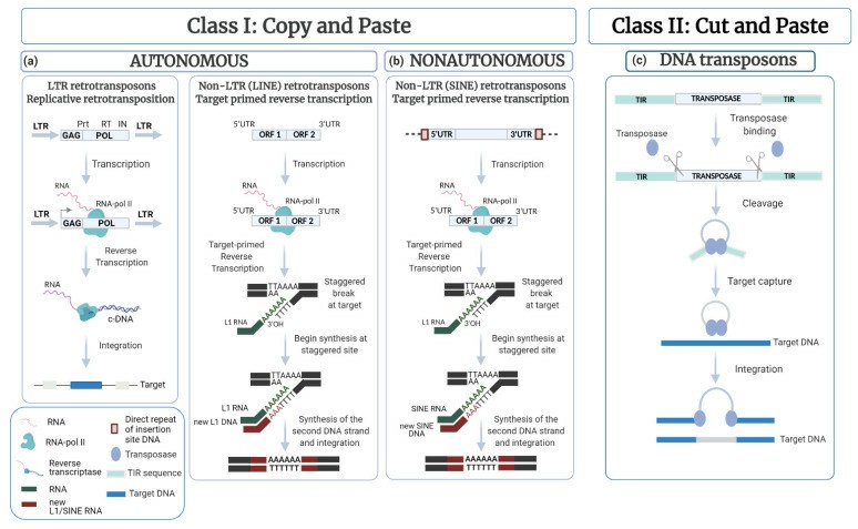 A schematic diagram depicting eukaryotic transcription (Colonna et al., 2022)