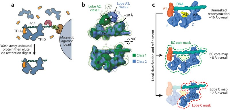 The promoter-bound TFIID was analyzed by cryo-electron microscopy (EM) (Nogales et al., 2017)