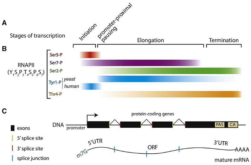 The mechanism of transcription in eukaryotic cells (Rodríguez-Molina et al., 2023)