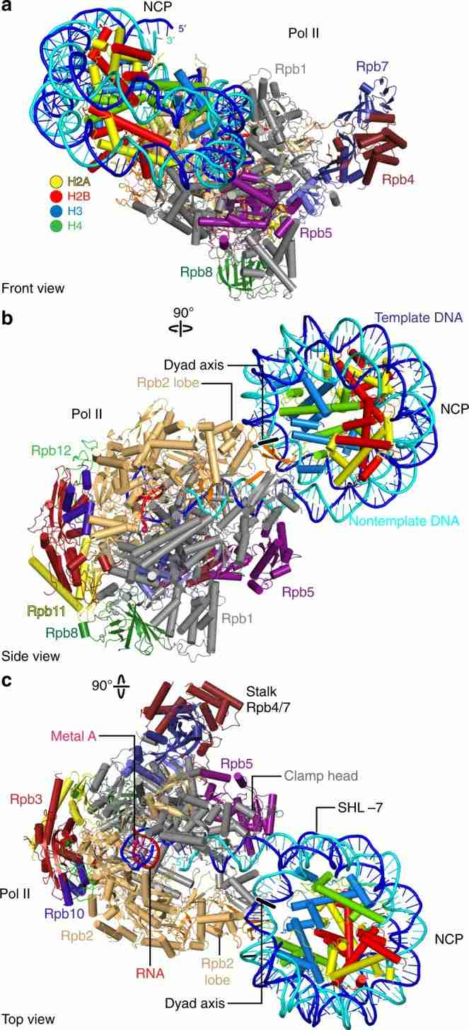 RNA polymerase complex (Farnung et al., 2018)
