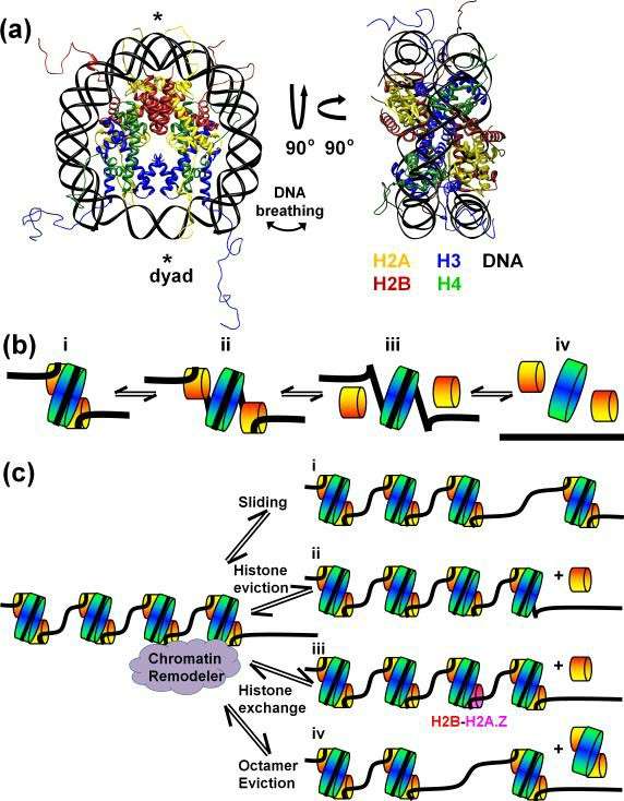 The structure of chromatin during eukaryotic transcription (Petesch et al., 2012)