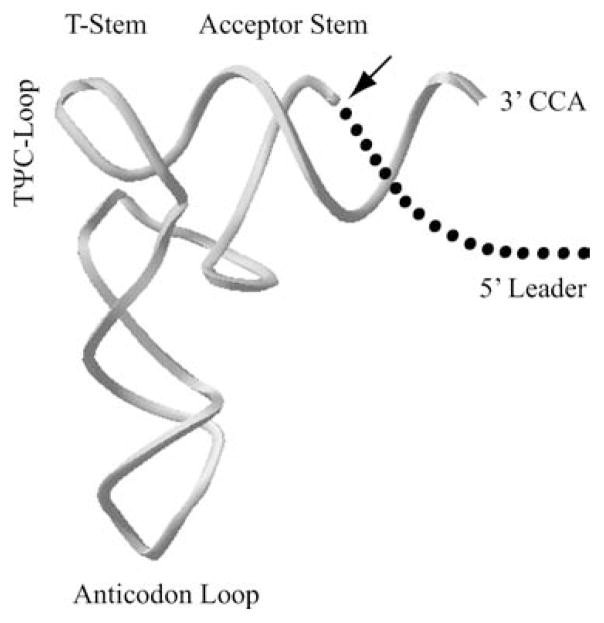 The construction of tRNA (Walker et al., 2006)