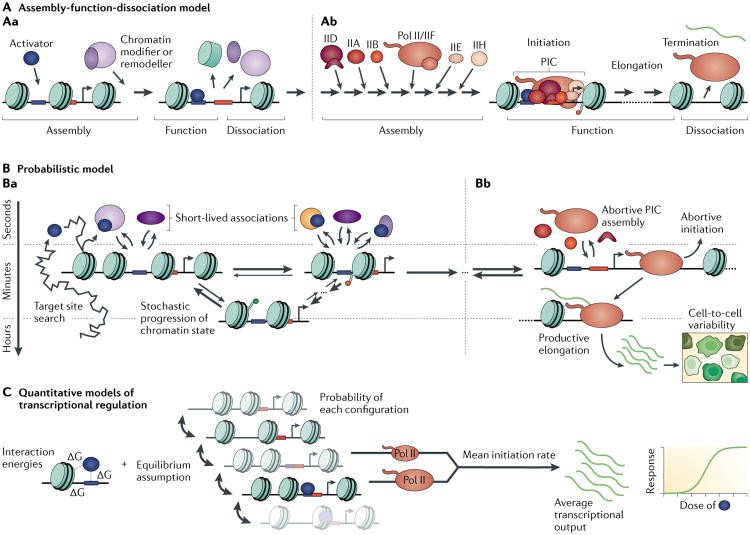 A schematic diagram depicting eukaryotic transcription (Colonna et al., 2022)