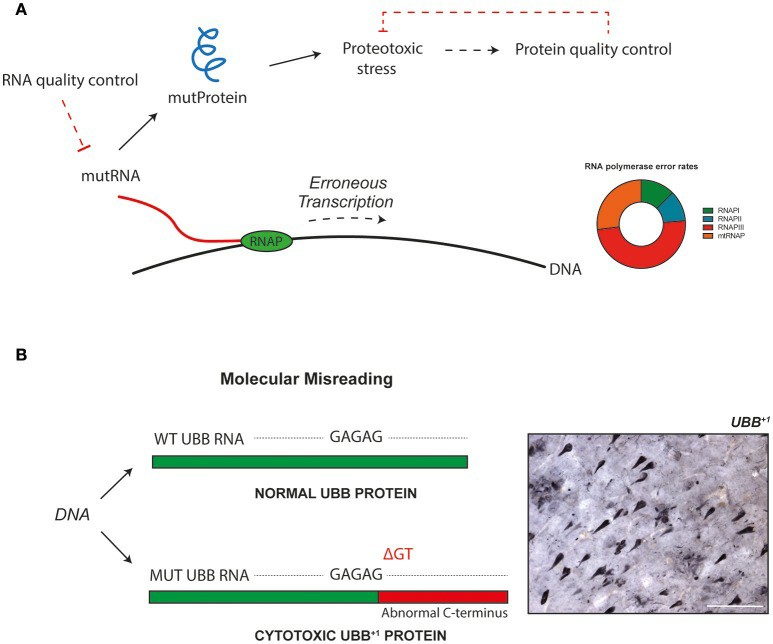 The promoter-bound TFIID was analyzed by cryo-electron microscopy (EM) (Nogales et al., 2017)